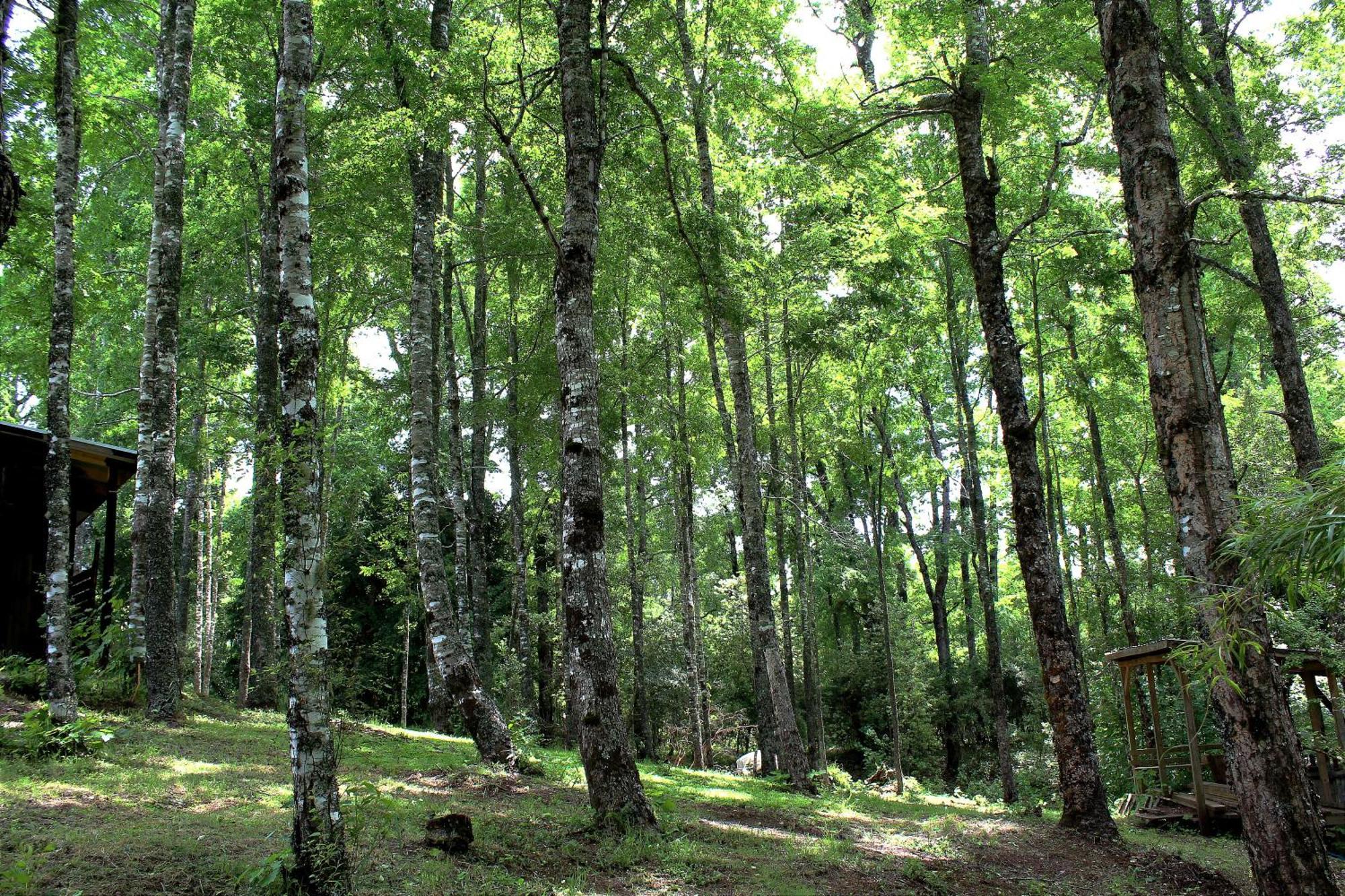 Cabanas Am Berg Pucón Εξωτερικό φωτογραφία